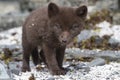 Commanders blue arctic fox puppy that looks directly into the le