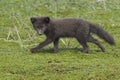 Commanders blue arctic fox puppy running on green tundra