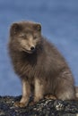 Commanders blue arctic fox that sits on a reef slab at low tide