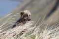 Commanders blue arctic fox sitting in the grass on a summer