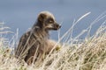 Commanders blue arctic fox sitting near the burrow among dry