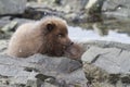 Commanders blue arctic fox sitting among rocks on the ocean at l