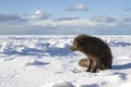 Commanders blue arctic fox sitting on the shore of a frozen sea