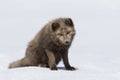 Commanders blue arctic fox sitting in the snow with his head dow