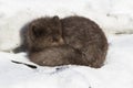 Commanders blue arctic fox sleeping on the ice on the