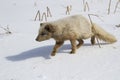 Commanders blue arctic fox sneaking across the snow to the fishermen