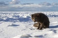 Commanders blue arctic fox standing on the ice on the