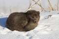 Commanders blue arctic fox which is resting on the beach on