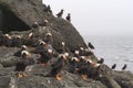 The Commanders Islands.Tufted puffin Royalty Free Stock Photo