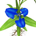 Commelina benghalensis