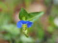 Commelina communis aka Asiatic dayflower. Detail of a single azure blue flower.