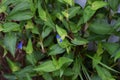 Commelina communis Asiatic dayflower