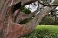 Liberty Tree Golden Gate Park, 2.