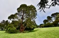 Liberty Tree Golden Gate Park, 1.