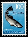 Commemorative stamp from the former Yugoslavia, overprinted STT VUJNA, with the illustration of a trout Salmo Trutta