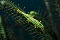 Crinoid commensal shrimp Royalty Free Stock Photo