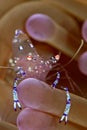 Commensal transparent shrimp