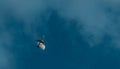 Commercial airline flying on blue sky and white clouds. Under view of airplane flying. Passenger plane after take off or going to Royalty Free Stock Photo