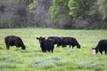 Commercial Angus cattle in lush springtime pasture