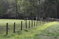 Commercial beef calves walking towards a gate