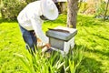 Commercial beekeeper at Work, Cleaning and Inspecting Hive