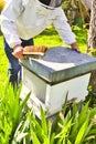 Commercial beekeeper at Work, Cleaning and Inspecting Hive