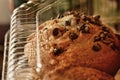 Commercial chocolate chip muffin closeup Royalty Free Stock Photo