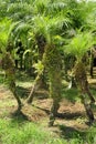 A crop f palm tree grows in Grecia, Costa Rica. Royalty Free Stock Photo