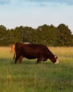 Commercial crossbred cow grazing - vertical Royalty Free Stock Photo