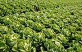 Rows of Bibb Lettuce Royalty Free Stock Photo