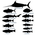 Commercial fish species