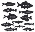 Commercial fish vector silhouettes with names calligraphy. Illustration of silhouette fish river and sea for your web