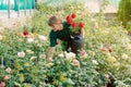 Commercial gardener woman working in the roses