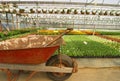 Commercial greenhouse