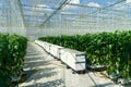 Commercial greenhouse Royalty Free Stock Photo