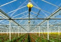 Commercial greenhouse