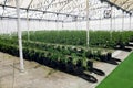 Commercial Greenhouse with Hydroponics Royalty Free Stock Photo