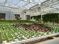 Commercial Greenhouse