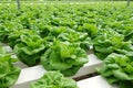 Commercial greenhouse soilless cultivation of vegetables Royalty Free Stock Photo