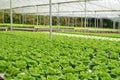 Commercial greenhouse soilless cultivation of vegetables Royalty Free Stock Photo