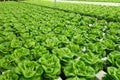 Commercial greenhouse soilless cultivation of vegetables