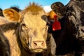 Commercial heifers close-up Royalty Free Stock Photo