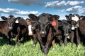 Commercial heifers - close-up Royalty Free Stock Photo