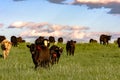 Commercial heifers in lush pasture at sunset Royalty Free Stock Photo