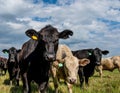 Commercial heifers in spring pasture Royalty Free Stock Photo