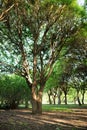 Commercial license Summer park trees, morning. Nature environment Royalty Free Stock Photo