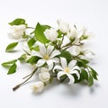 White Jasmine Apricots Flowers: Nature-inspired Imagery With Humble Charm