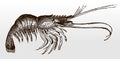 Commercially important common shrimp, crangon in side view Royalty Free Stock Photo