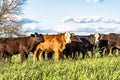 Commerical crossbred heifers in ryegrass Royalty Free Stock Photo