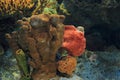 Commerson frogfish